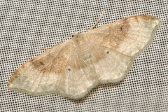 Idaea degeneraria