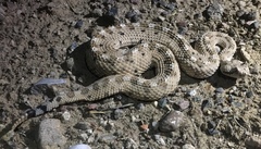 Crotalus cerastes cercobombus