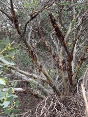 Eucalyptus utilis