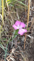 Dianthus seguieri