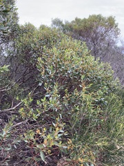 Eucalyptus utilis