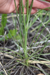 Scorzonera purpurea