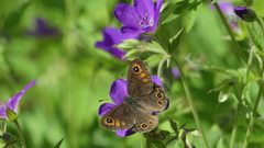 Lasiommata petropolitana