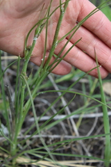 Scorzonera purpurea
