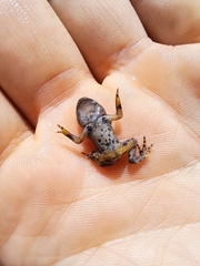 Bombina variegata