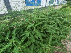 Sesbania cannabina