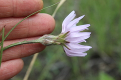 Scorzonera purpurea