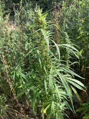 Cannabis sativa