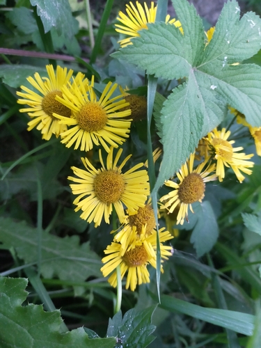 Image of Inula japonica by no rights reserved