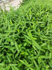 Alysicarpus ovalifolius