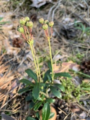 Chimaphila umbellata
