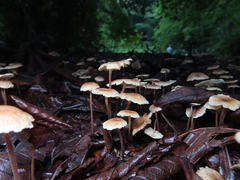 Collybiopsis biformis