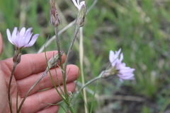 Scorzonera purpurea