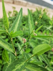 Alysicarpus ovalifolius