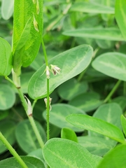 Alysicarpus ovalifolius