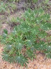 Lupinus cosentinii