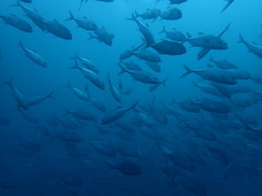 Caranx sexfasciatus
