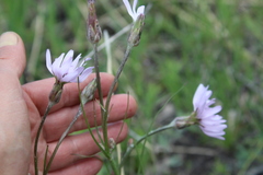 Scorzonera purpurea