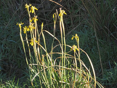 Moraea huttonii
