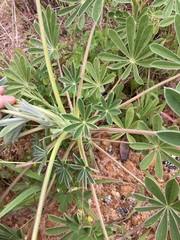 Lupinus cosentinii