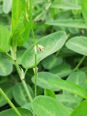 Alysicarpus ovalifolius