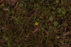 Goodenia rotundifolia