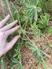 Lupinus cosentinii