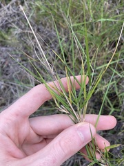 Austrostipa elegantissima
