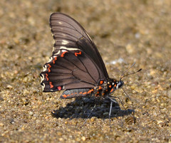 Battus polydamas polydamas