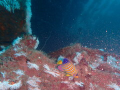 Pygoplites diacanthus