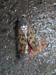 Graptopsaltria nigrofuscata