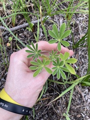 Lupinus cosentinii