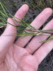 Austrostipa elegantissima
