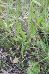Dracocephalum thymiflorum