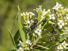 Ancistrocerus haematodes