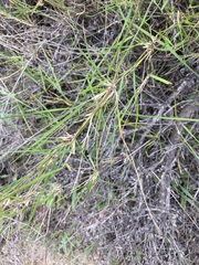 Austrostipa elegantissima