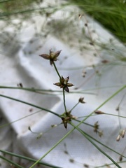 Juncus articulatus