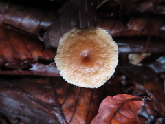 Collybiopsis biformis