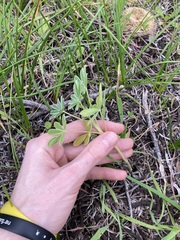 Lupinus cosentinii