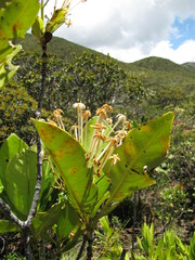 Ixora francii