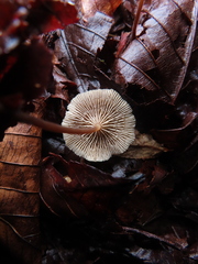 Collybiopsis biformis