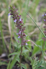 Dracocephalum thymiflorum