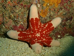 Choriaster granulatus