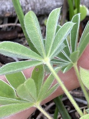 Lupinus cosentinii