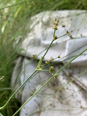 Juncus articulatus