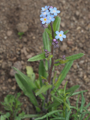 Myosotis semiamplexicaulis
