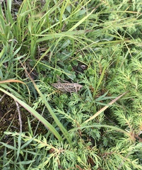 Decticus verrucivorus