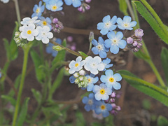 Myosotis semiamplexicaulis
