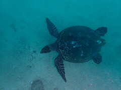 Eretmochelys imbricata