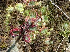 Sempervivum arachnoideum